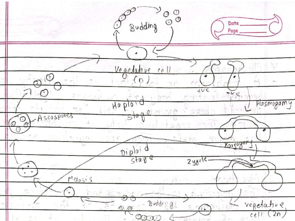 Yeast haplo-diplobiontic life cycle