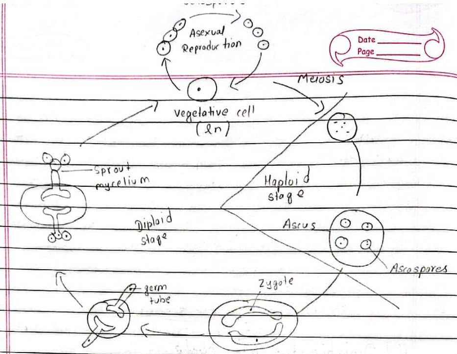 Yeast diplobiontic life cycle