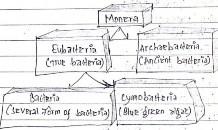 Monera classification