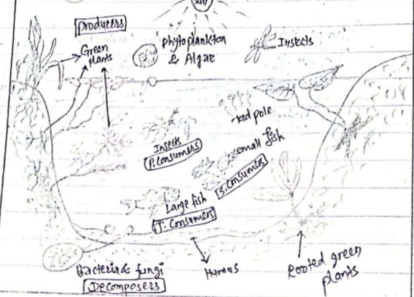 A pond ecosystem structure