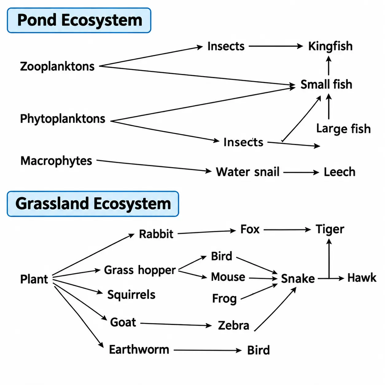 pond and grassland ecosystem