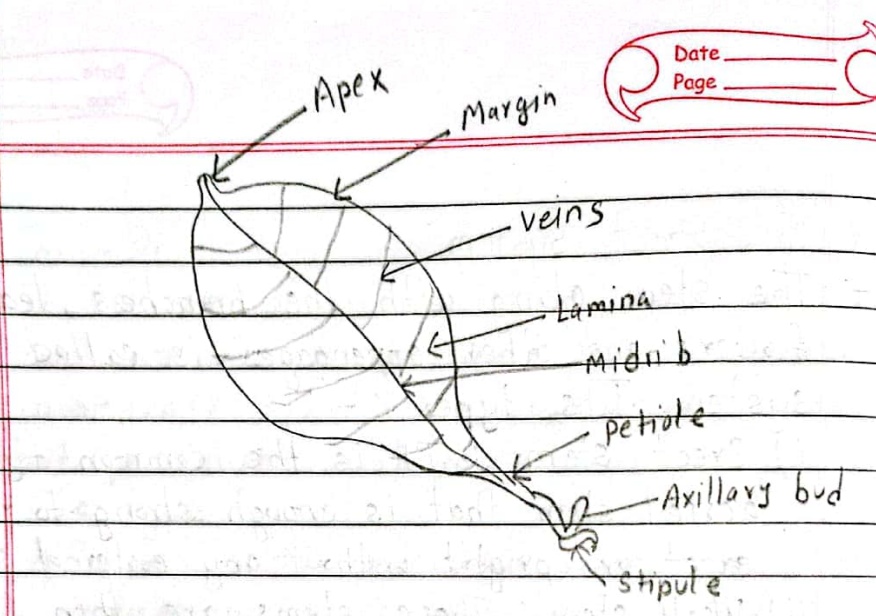 Leaf structure