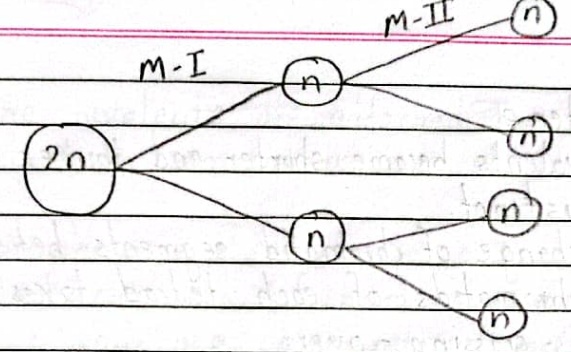 Cell division / meiosis diagram