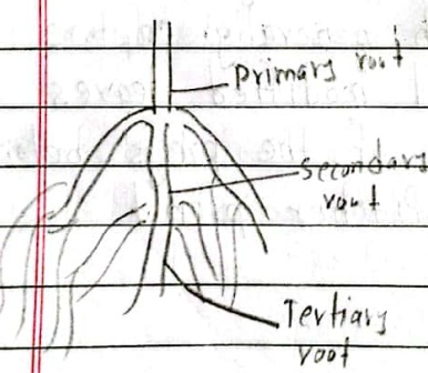 Root system
