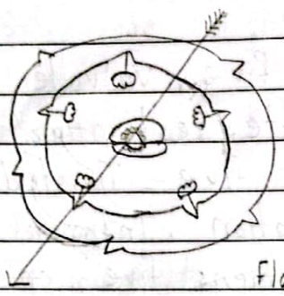 Floral diagram Solanaceae