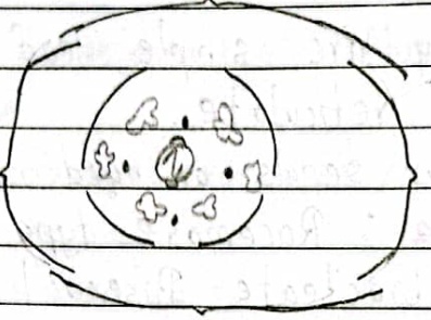 Floral diagram of mustard