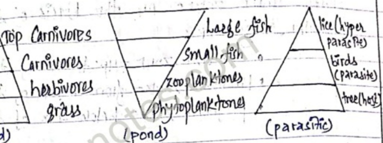 Pyramid of biomass (grassland)