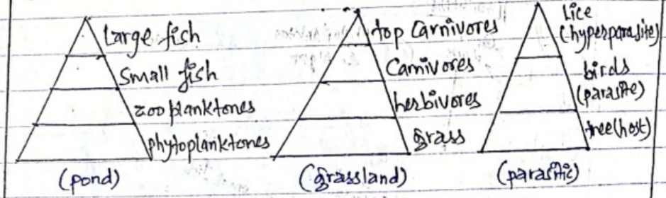 Pyramid of energy