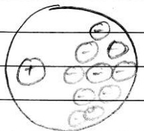 Polar dielectric
